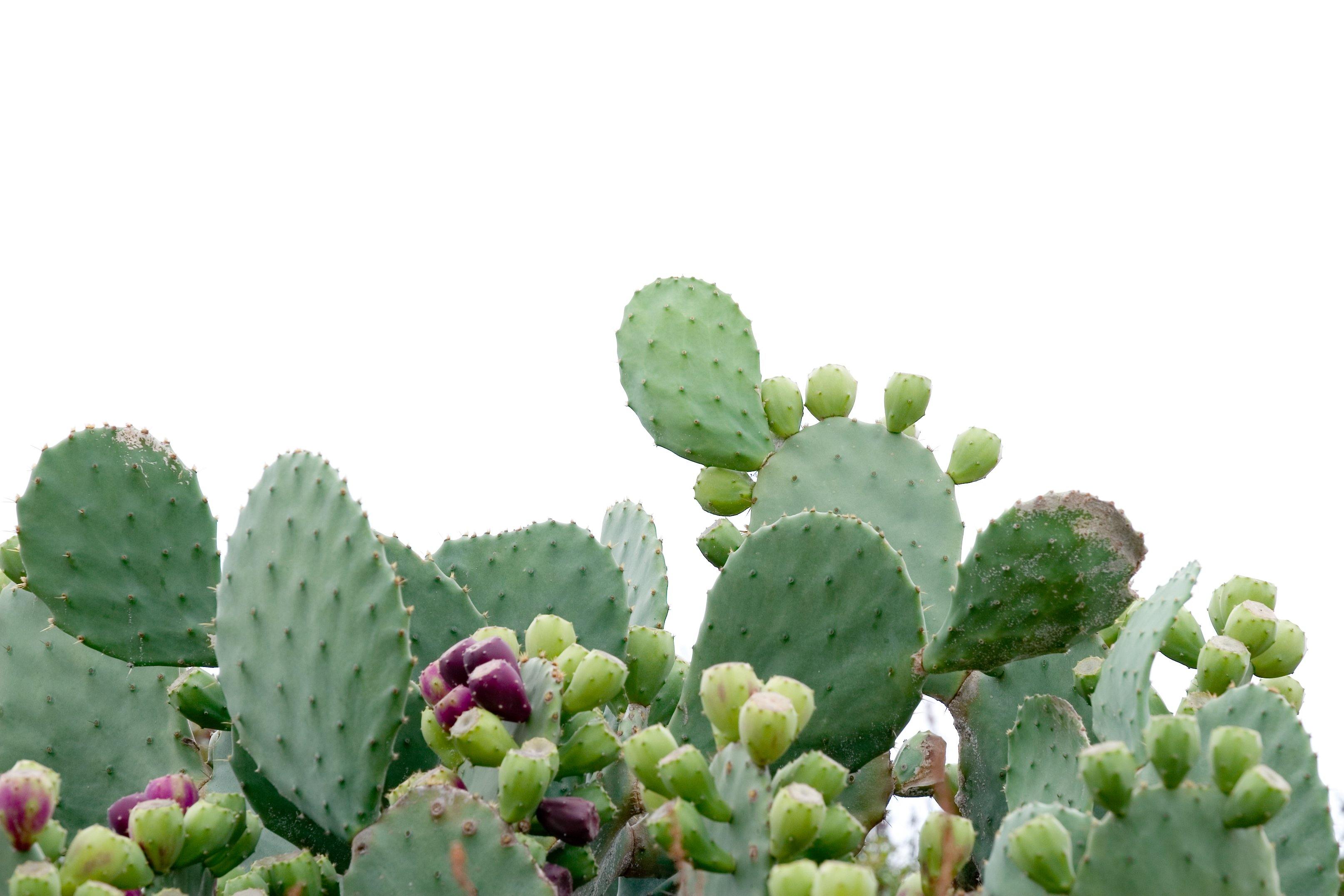 Prickly Pear Oil - Poetica Natural Beauty