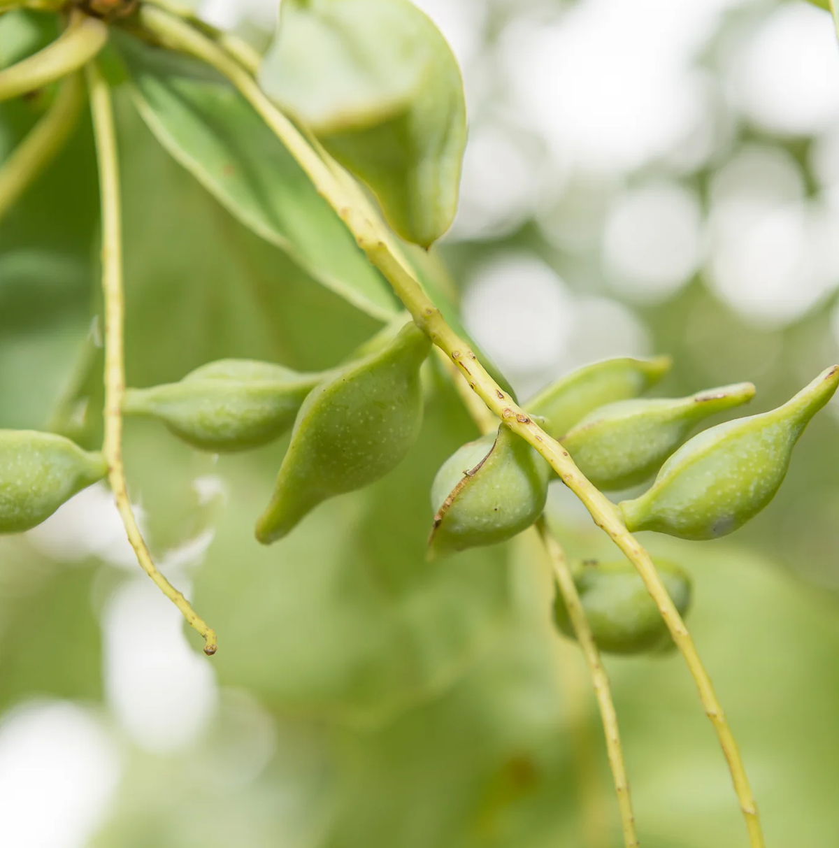Restoring Collagen and Brightness with Kakadu Plum